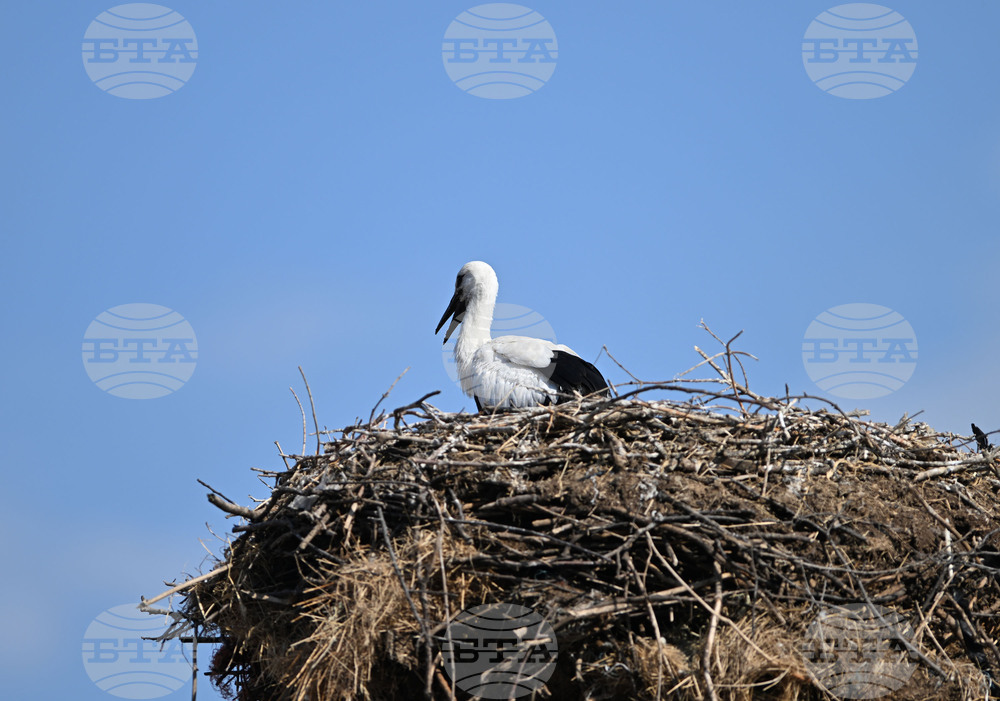 Село Божурово - щъркелови гнезда - любопитно