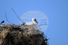 Село Божурово - щъркелови гнезда - любопитно