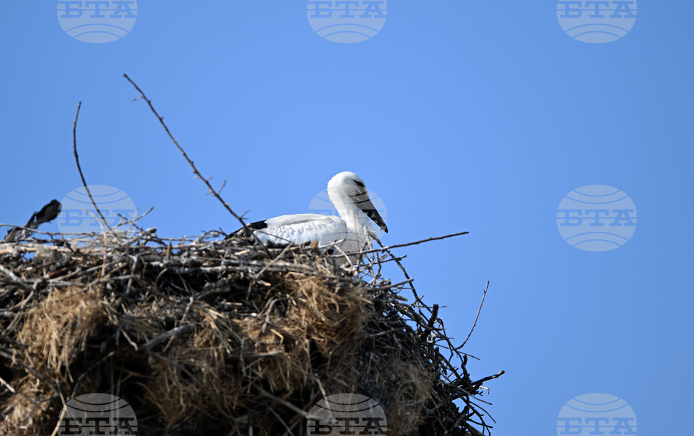 Село Божурово - щъркелови гнезда - любопитно