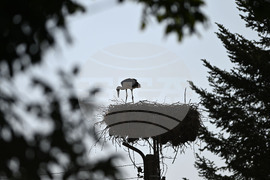 Село Божурово - щъркелови гнезда - любопитно