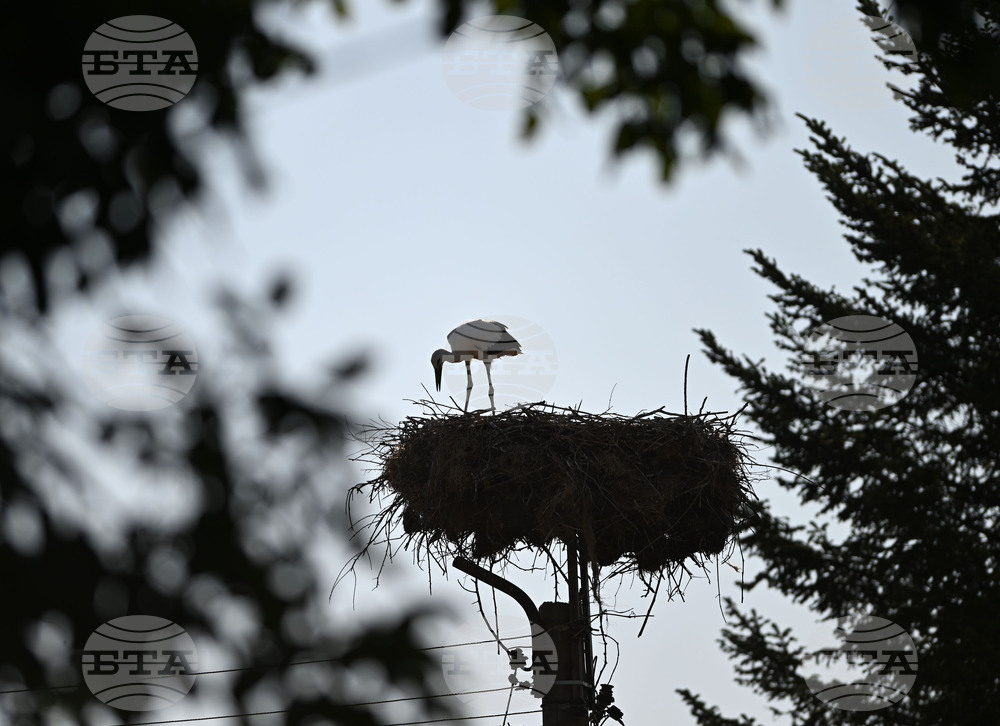 Село Божурово - щъркелови гнезда - любопитно