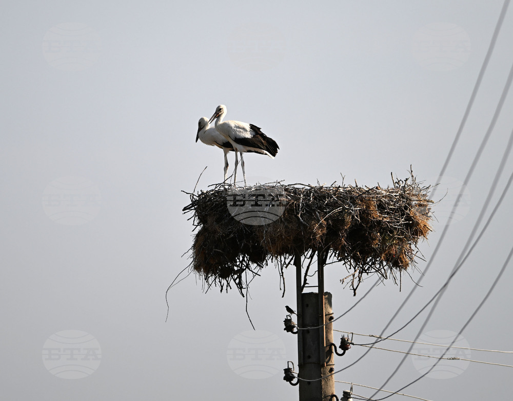 Село Божурово - щъркелови гнезда - любопитно