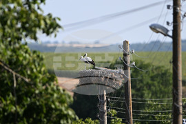 Село Божурово - щъркелови гнезда - любопитно