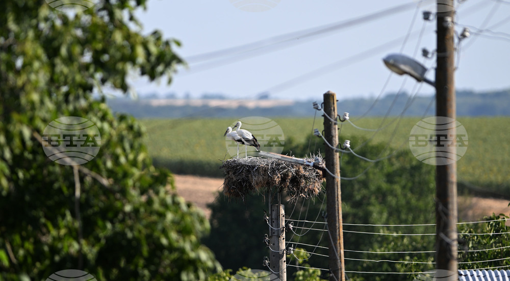Село Божурово - щъркелови гнезда - любопитно