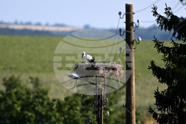 Село Божурово - щъркелови гнезда - любопитно