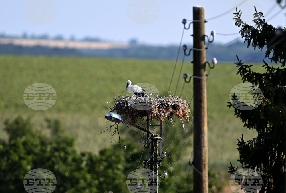 Село Божурово - щъркелови гнезда - любопитно