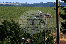 Село Божурово - щъркелови гнезда - любопитно