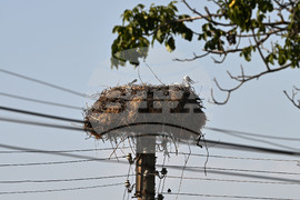 Село Божурово - щъркелови гнезда - любопитно