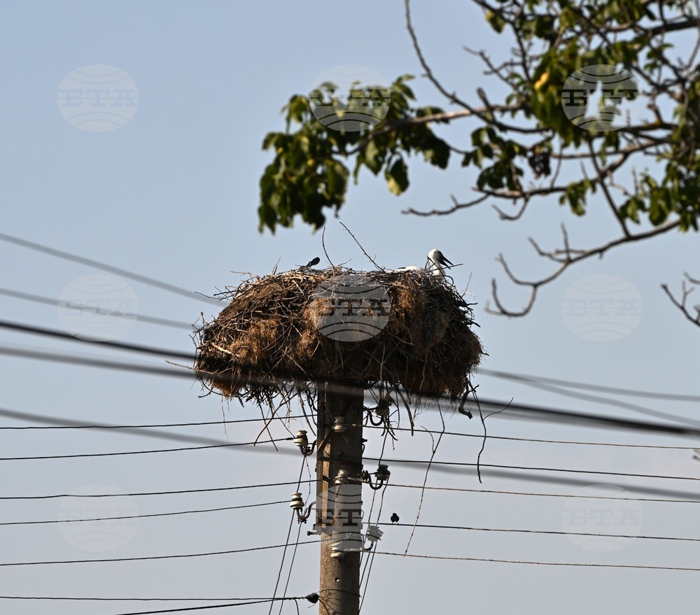 Electricity Distribution Company Installs 324 New Platforms for Stork Nests