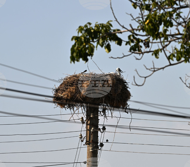 Electricity Distribution Company Installs 324 New Platforms for Stork Nests