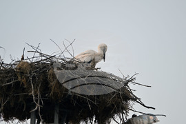 Село Божурово - щъркелови гнезда - любопитно
