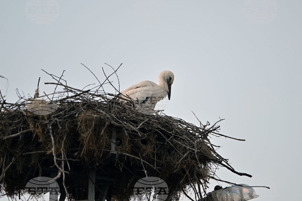 Село Божурово - щъркелови гнезда - любопитно