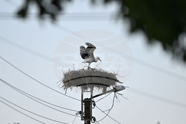 Село Божурово - щъркелови гнезда - любопитно