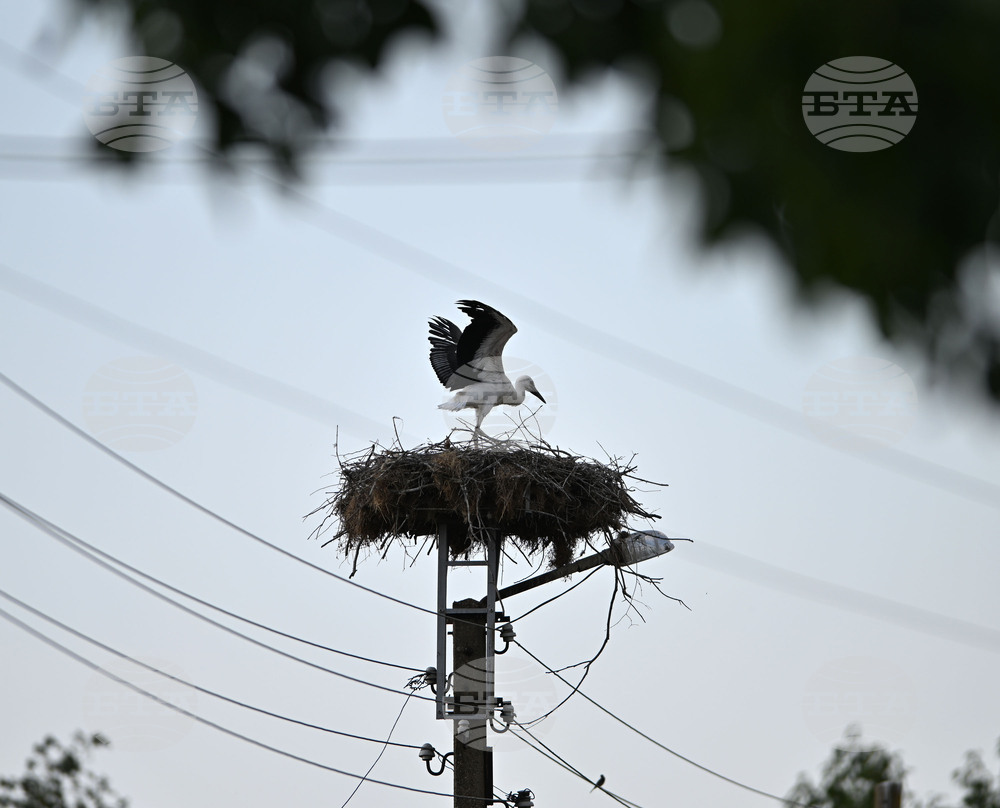 Село Божурово - щъркелови гнезда - любопитно