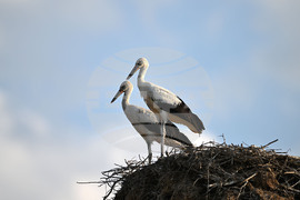 Село Божурово - щъркелови гнезда - любопитно