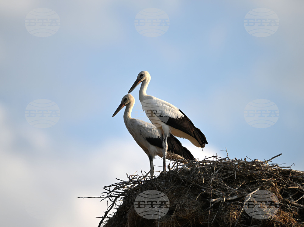 Село Божурово - щъркелови гнезда - любопитно