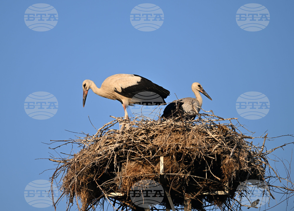 Село Божурово - щъркелови гнезда - любопитно