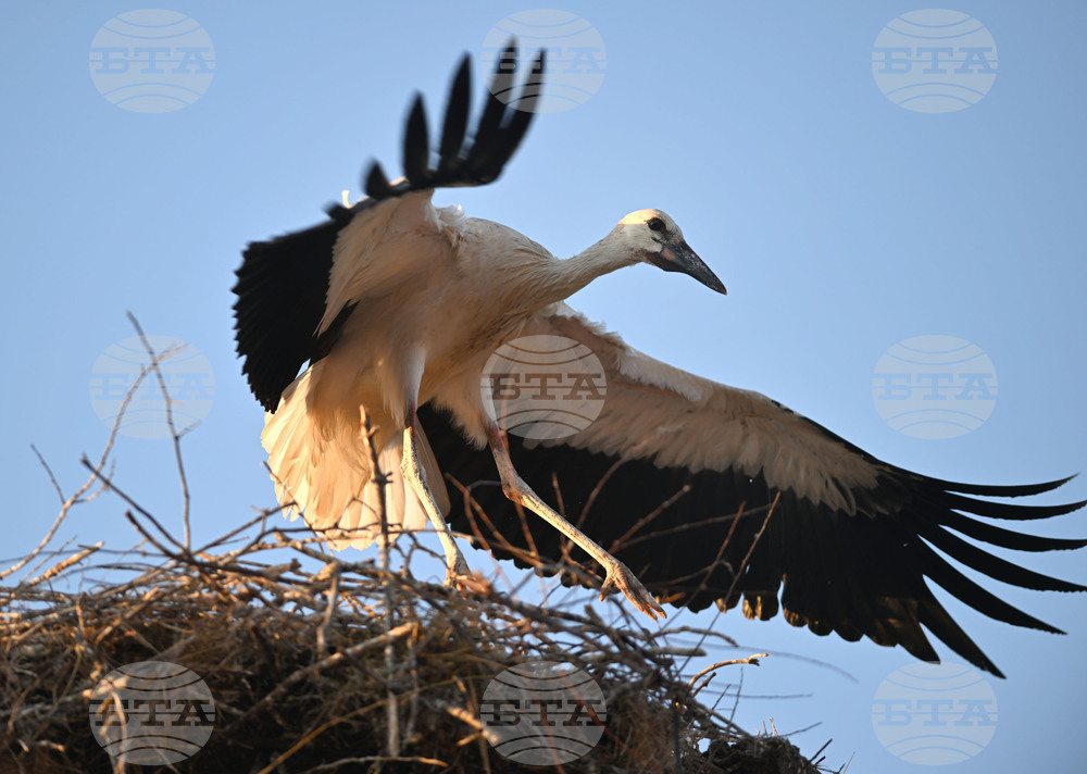 Село Божурово - щъркелови гнезда - любопитно