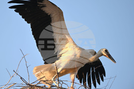 Село Божурово - щъркелови гнезда - любопитно