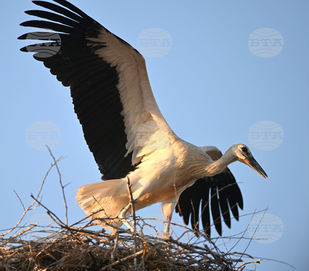 Село Божурово - щъркелови гнезда - любопитно