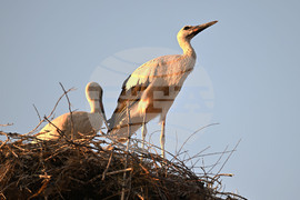 Село Божурово - щъркелови гнезда - любопитно