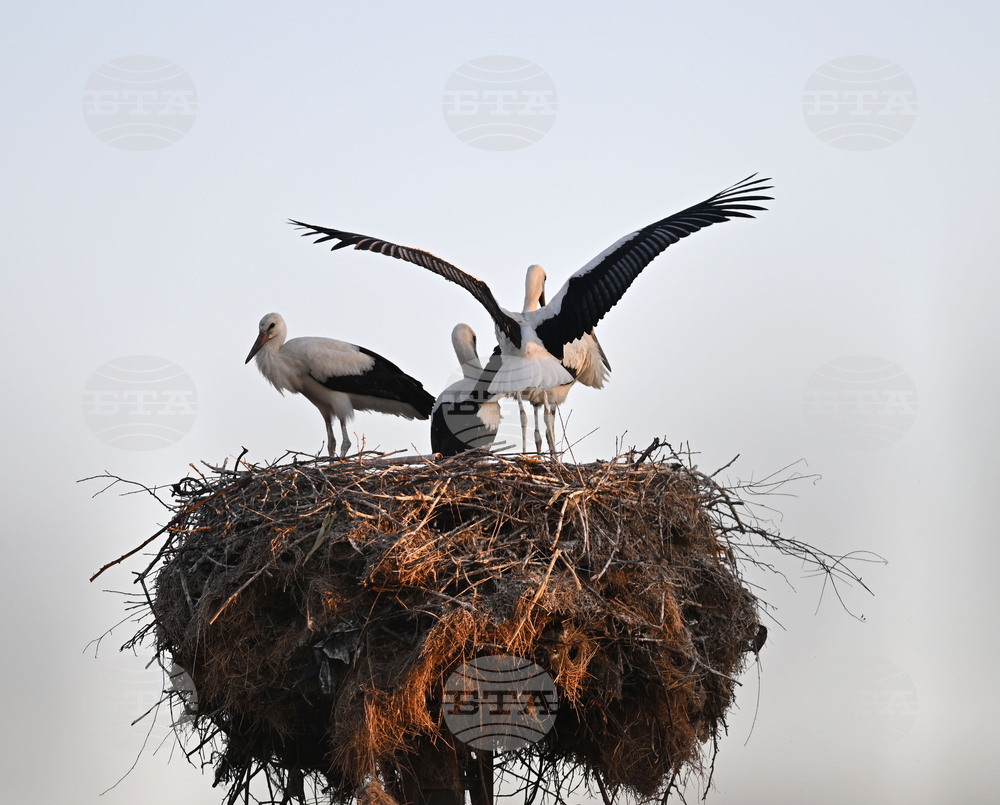 Село Божурово - щъркелови гнезда - любопитно