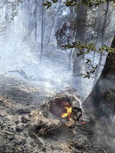 МОСВ: Пожар бушува в резерват „Стенето“ в НП „Централен Балкан“