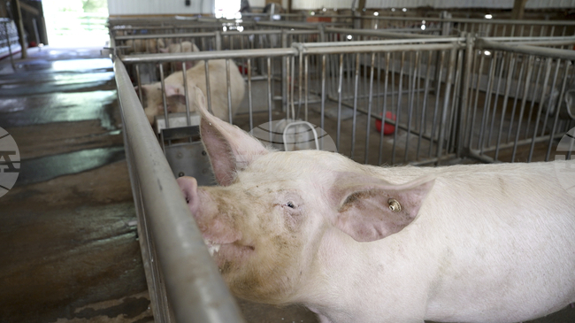 Хърватия съобщи за най-голямото огнище на африканска чума по свинете в страната