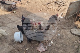 Село Воден - опожарени къщи