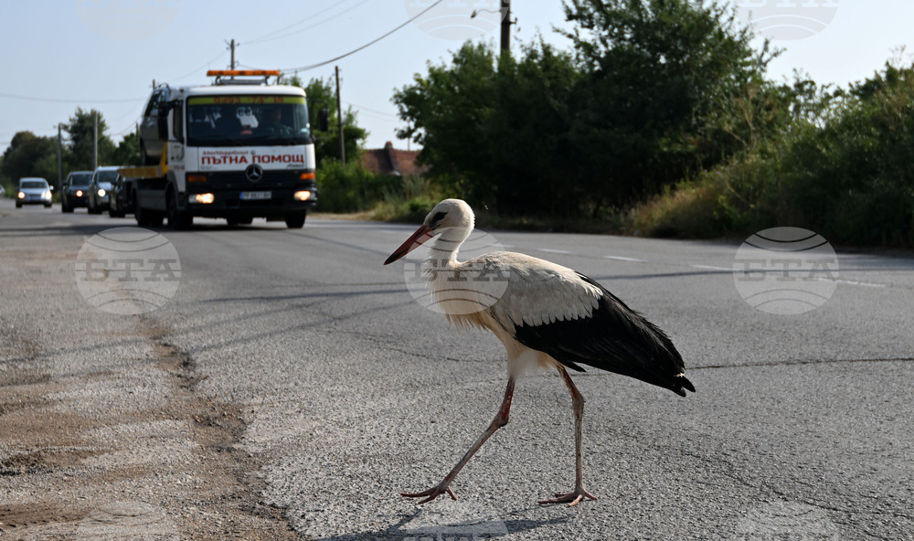 Село Голям Поровец - щъркел - любопитно