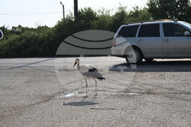 Село Голям Поровец - щъркел - любопитно