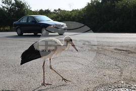 Село Голям Поровец - щъркел - любопитно