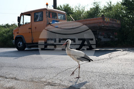 Село Голям Поровец - щъркел - любопитно