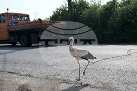 Село Голям Поровец - щъркел - любопитно