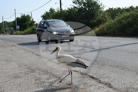 Село Голям Поровец - щъркел - любопитно