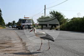 Село Голям Поровец - щъркел - любопитно