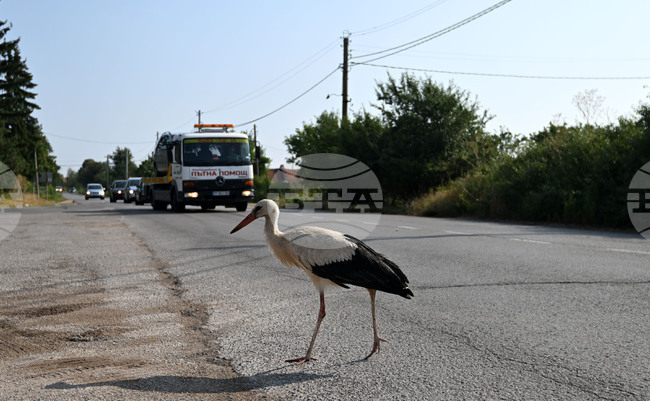 Село Голям Поровец - щъркел - любопитно