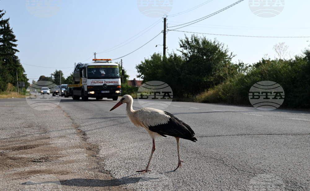 Село Голям Поровец - щъркел - любопитно