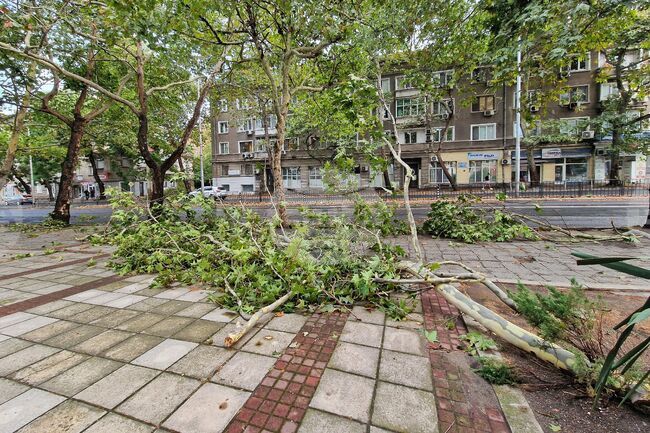 Около 20 сигнала за паднали клони и дървета заради силния вятър са получили аварийните екипи на Столичната община 