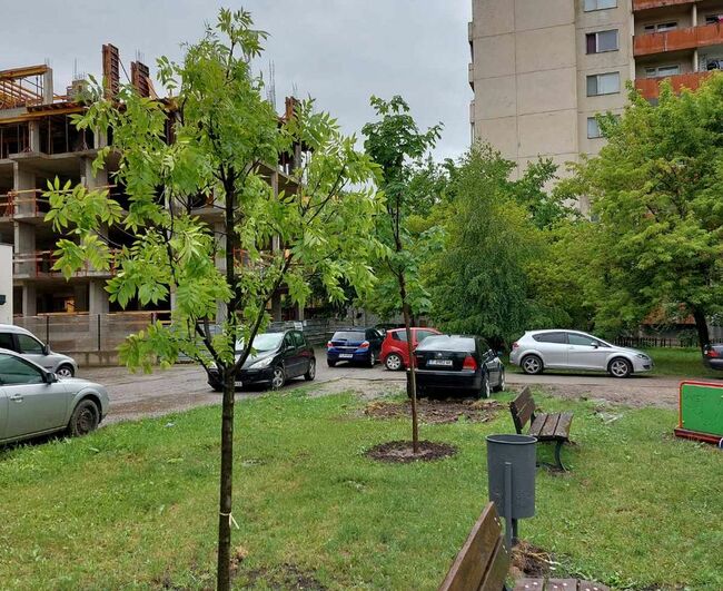 Общо 297 са новозасадените дървета на територията на Столичния район „Студентски“ през последните две години