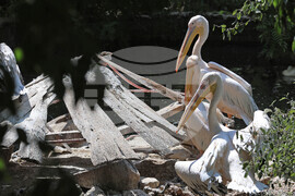 Варна - Зоопарк - топло време