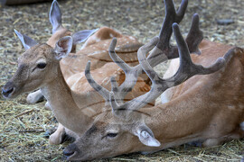 Варна - Зоопарк - топло време