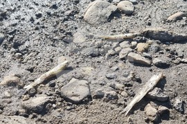 Село Широко поле - яз. „Студен кладенец“ - мъртва риба