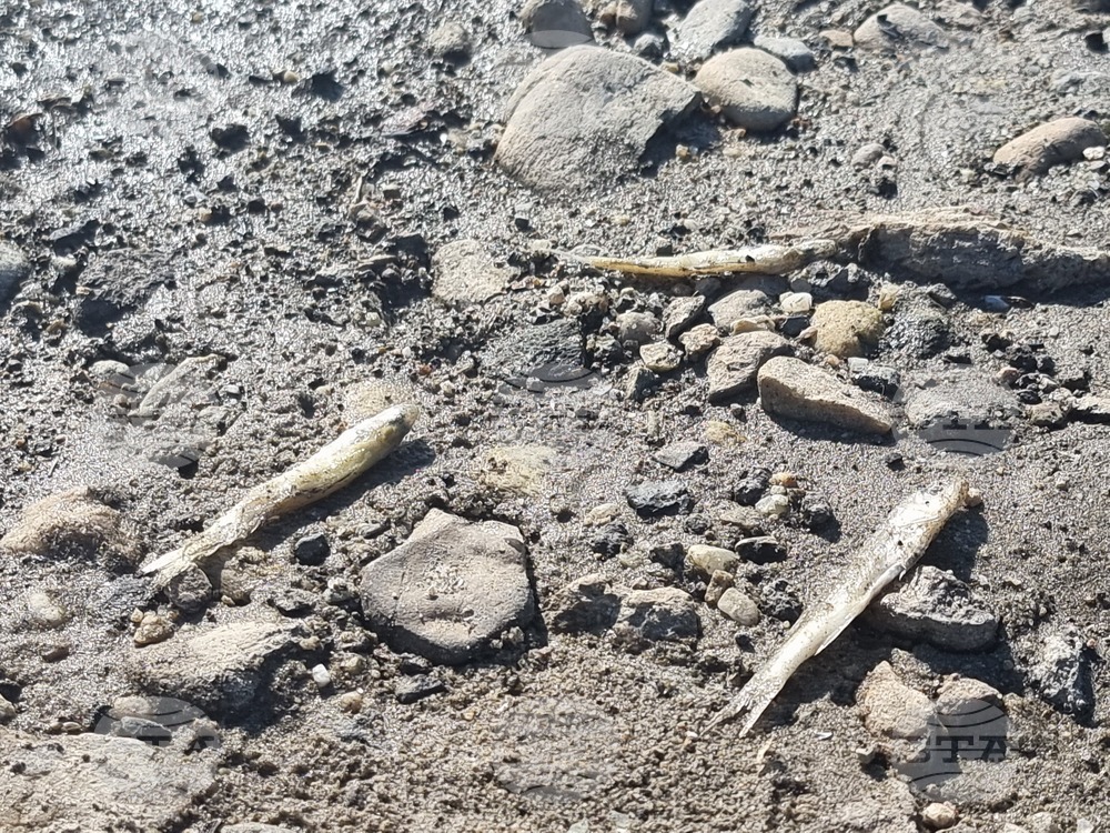 Село Широко поле - яз. „Студен кладенец“ - мъртва риба