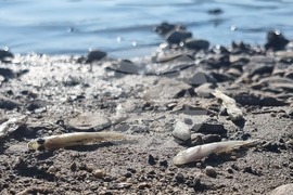 Село Широко поле - яз. „Студен кладенец“ - мъртва риба