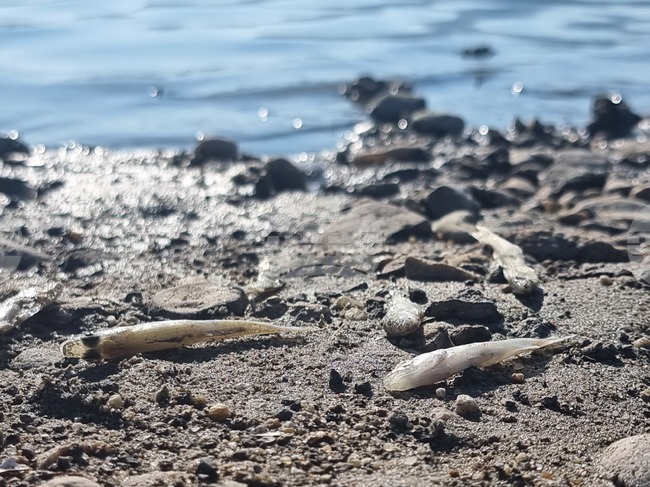 Село Широко поле - яз. „Студен кладенец“ - мъртва риба