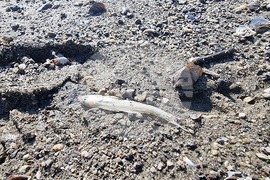 Село Широко поле - яз. „Студен кладенец“ - мъртва риба