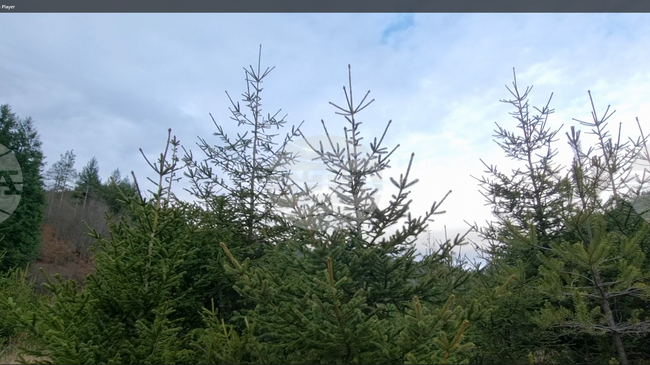 Близо 22 хиляди иглолистни дръвчета от Родопите са предвидени да се превърнат в елхи за празниците