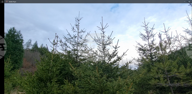 Близо 22 хиляди иглолистни дръвчета от Родопите са предвидени да се превърнат в елхи за празниците