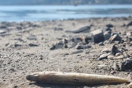 Село Широко поле - яз. „Студен кладенец“ - мъртва риба